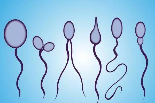 畸形精子多怎么调理