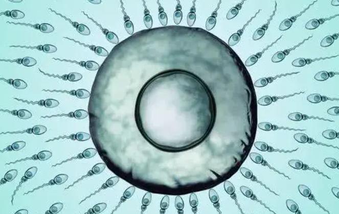 32岁女性的试管婴儿成功率是多少？可以达到30％-35％