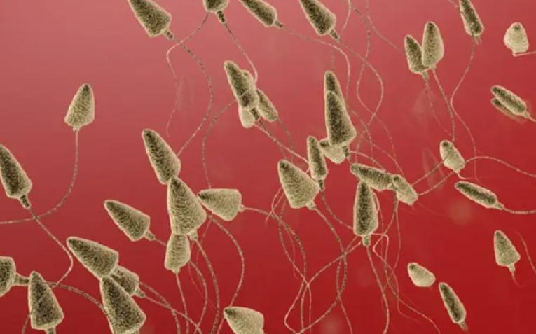 死精症可以做试管怀孕吗？虽可以但会影响成功率