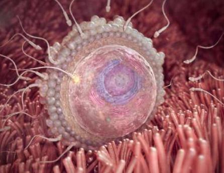 四级胚胎养护很重要，养护之后才能确保胚胎正常发育