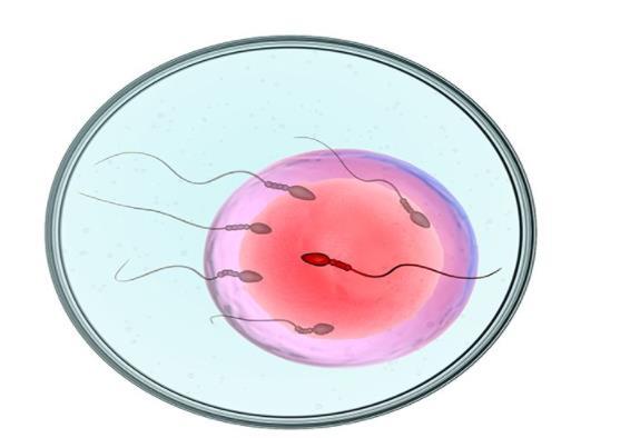 北京做试管婴儿可以助孕吗，你的助孕需求都能被满足
