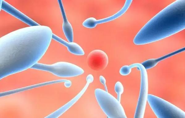 精子质量检测尤为重要，意义很大千万被忽视