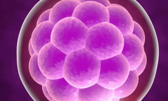 二代试管婴儿一般放几个胚胎?移植几个胚胎到宫腔成功率高?