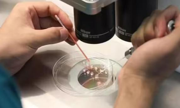 精子质量低做试管能怀孕吗?在日本做试管有机会成功吗?