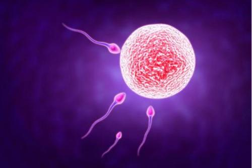 试管冷冻的是胚胎还是囊胚？看看冷冻对试管婴儿成功率的影响