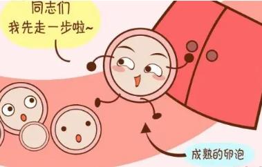 卵子排出多久是受孕的比较佳时机？