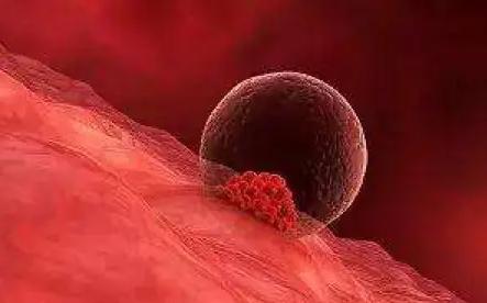 试管囊胚移植后没有明显的身体反应是什么原因？