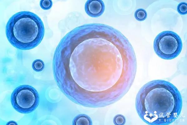 卵子排出障碍影响试管治疗吗？能移植两个鲜胚吗？