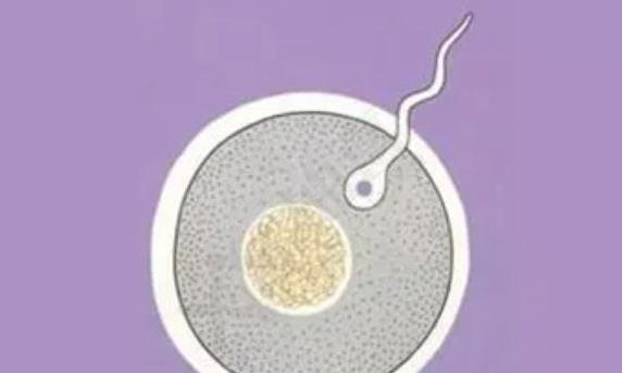 试管婴儿胚胎移植第四天抽血检查雌二醇的正常值是多少？