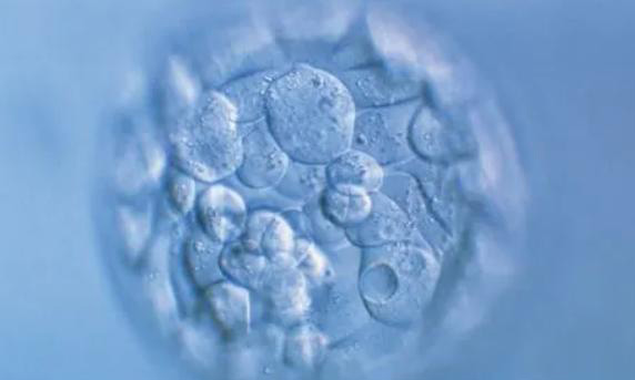 做试管婴儿要用多长时间雌二醇和孕酮?