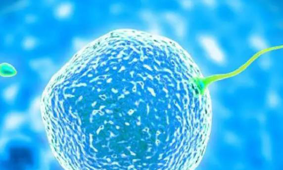 试管婴儿移植一个囊胚好还是移植两个囊胚好?