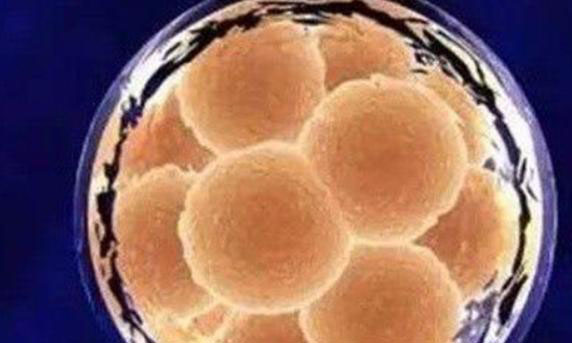 做试管婴儿发生空囊的几率一般有多少？