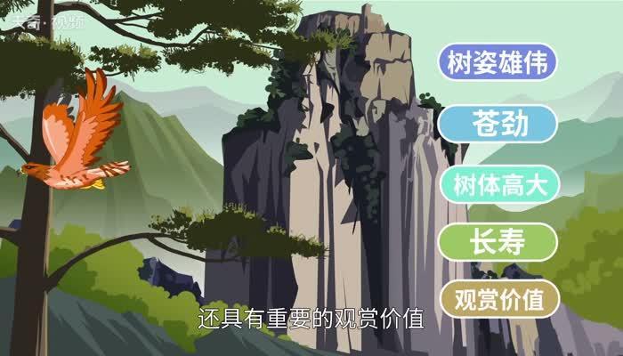 松树的特点 松树有什么最大的特点