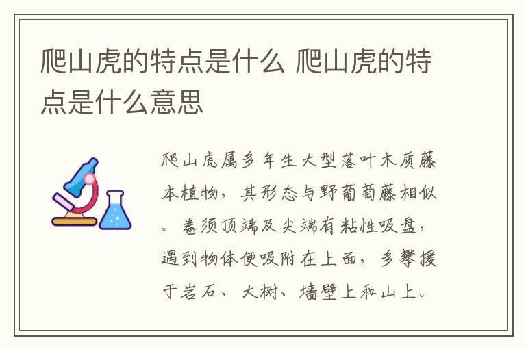 爬山虎的特点是什么 爬山虎的特点是什么意思