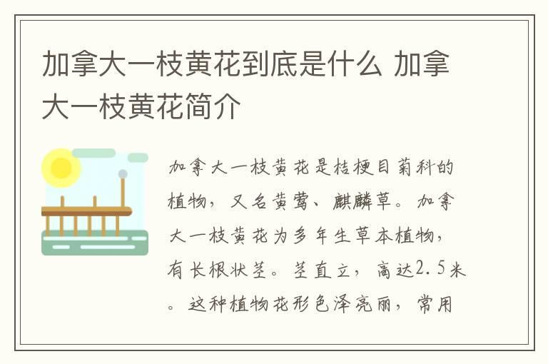 巴戟肉的功效与作用 巴戟肉的功效与作用是什么