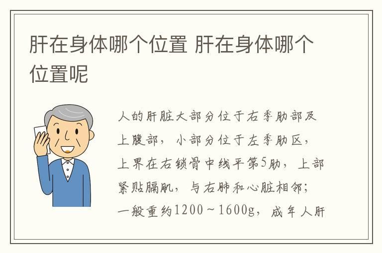 肝在身体哪个位置 肝在身体哪个位置呢