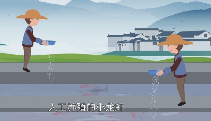 小龙虾吃什么 小龙虾吃什么食物