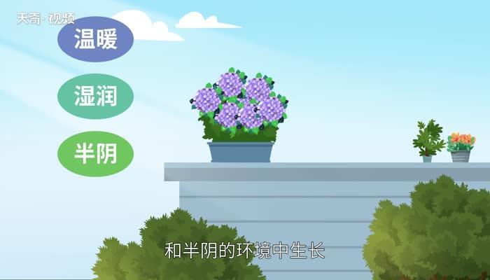 绣球花花语 绣球花花语是什么意思