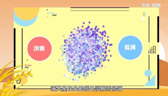 满天星所有颜色的花语 所有颜色的满天星花语