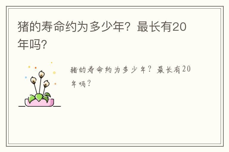 ig战队有几个韩国人 ig战队中有几个韩国人