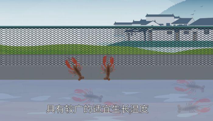 小龙虾吃什么 小龙虾吃什么食物