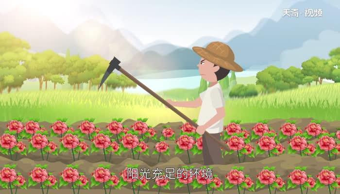 牡丹花什么时候开 牡丹的开花时间