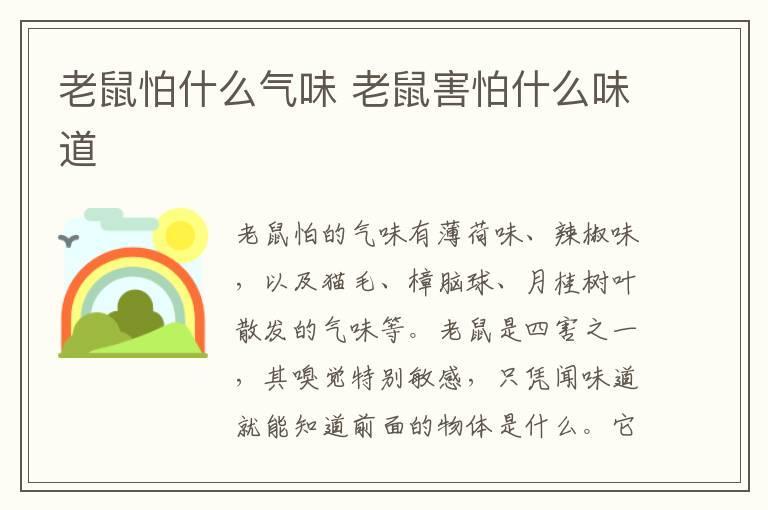 老鼠怕什么气味 老鼠害怕什么味道