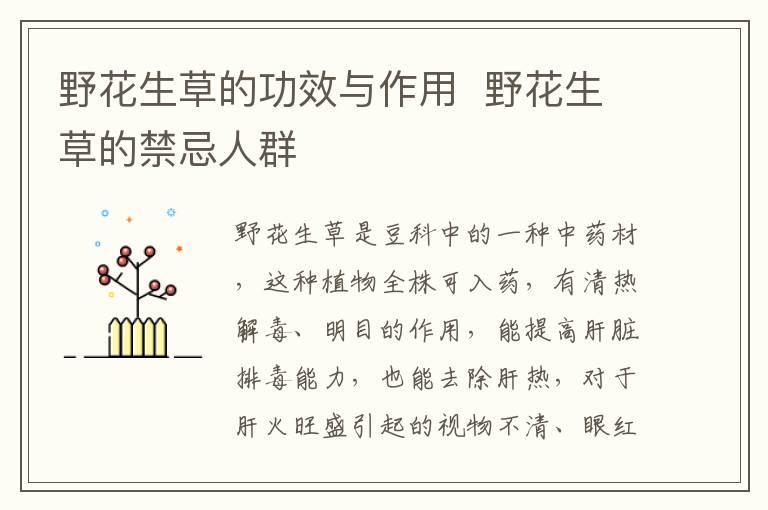 野花生草的功效与作用  野花生草的禁忌人群
