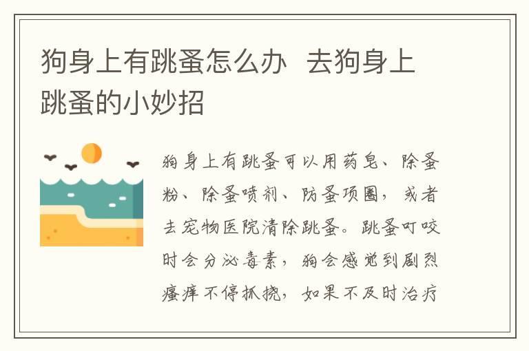 狗身上有跳蚤怎么办 去狗身上跳蚤的小妙招