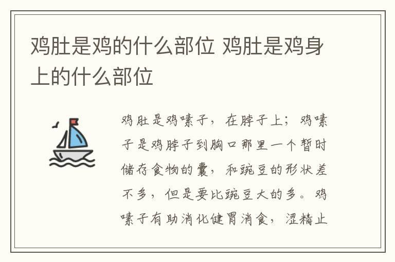 鸡肚是鸡的什么部位 鸡肚是鸡身上的什么部位
