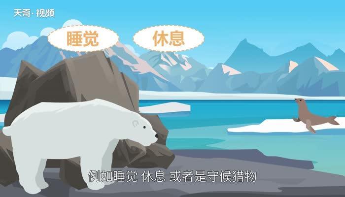 北极熊冬眠吗 北极熊要冬眠吗
