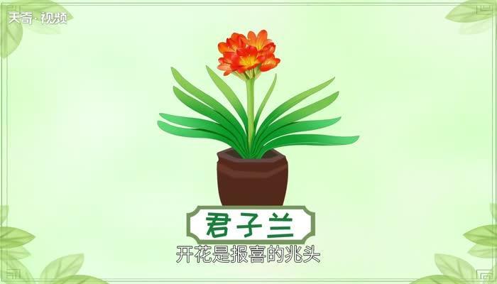 君子兰开花有什么兆头 君子兰开花有什么寓意