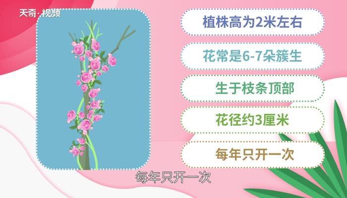 蔷薇花语 蔷薇花的花语是什么