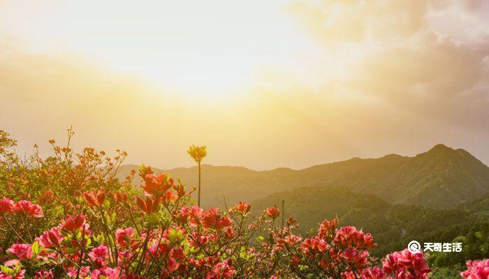 杜鹃花的养殖方法和注意事项