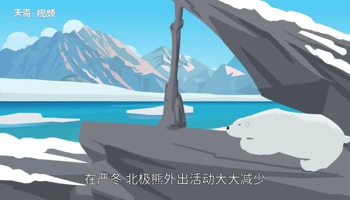 北极熊冬眠吗 北极熊要冬眠吗