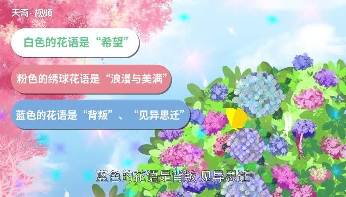 绣球花花语 绣球花花语是什么意思