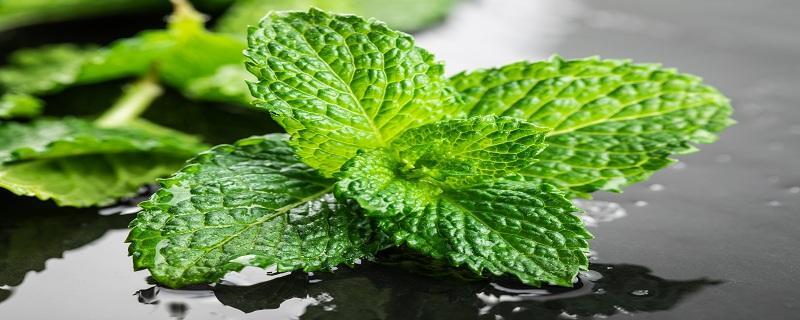 家里再穷也要养这3种花