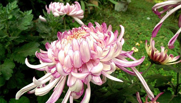菊花代表什么象征意义