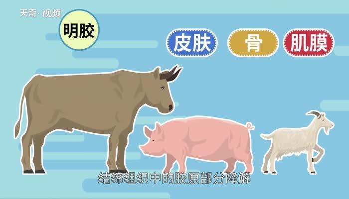 明胶是什么 明胶是什么做的