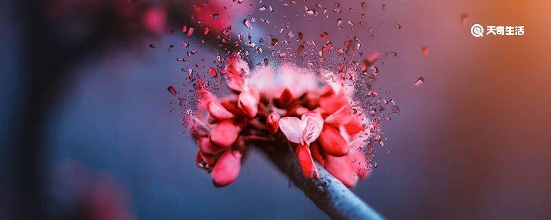 蟹爪兰的花语