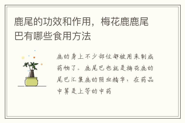 鹿尾的功效和作用,梅花鹿鹿尾巴有哪些食用方法
