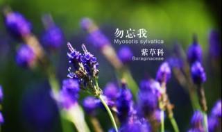 勿忘我的花语是什么 原来花语这么浪漫