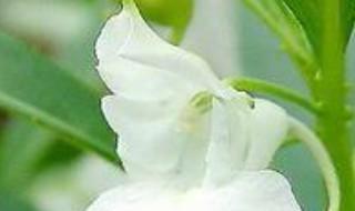 凤仙花养殖方法和注意事项 凤仙花简介