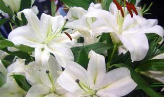 18朵百合花的花语是什么 送18朵百合花语代表的意义