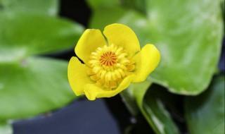 萍逢草的花语是什么 原来是这个