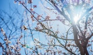 腊梅的花语是什么 颜色不同花语也不同