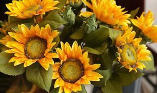 9朵向日葵花语是什么 9朵向日葵花代表了什么