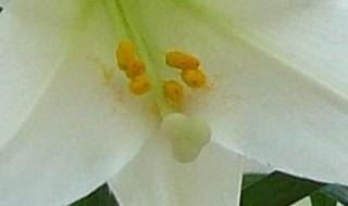 火百合的花语是什么 你了解吗?