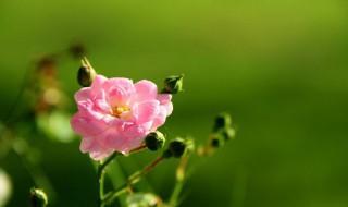 走马观花告诉我们什么道理 走马观花出自哪里