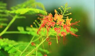 金凤花的花语是什么 有什么象征意义